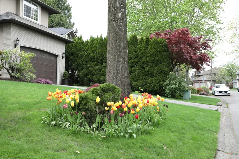 Landscaped front yard with tulips and a manicured lawn